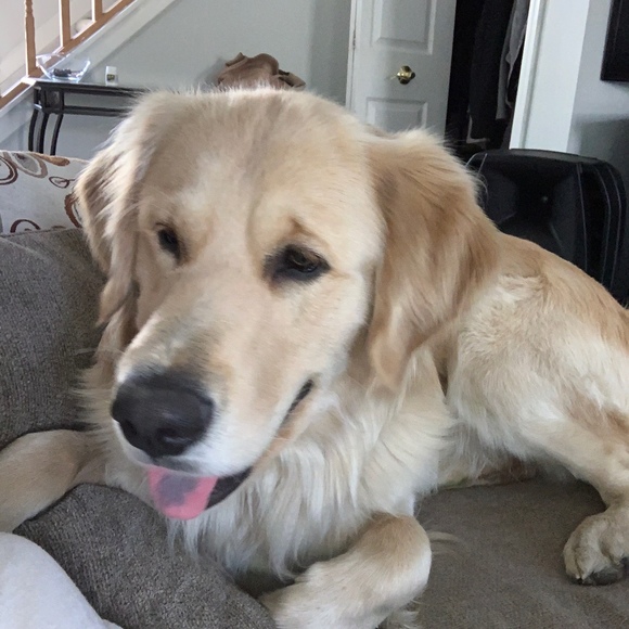 Meet your Posher, Blake - Picture 1 of 1